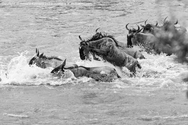 Crocodile attacks Wildebeest crossing the Mara River in black and white Picture Board by Howard Kennedy