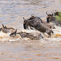 Buy canvas prints of Crocodile attacks Wildebeest crossing the Mara River by Howard Kennedy