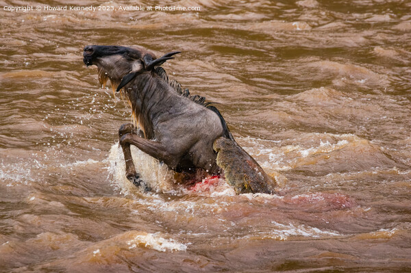 Wildebeest killed by Crocodile in the Mara River Picture Board by Howard Kennedy