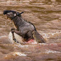Buy canvas prints of Wildebeest killed by Crocodile in the Mara River by Howard Kennedy
