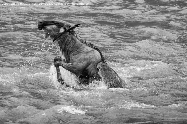 Wildebeest killed by Crocodile in the Mara River in black and white Picture Board by Howard Kennedy