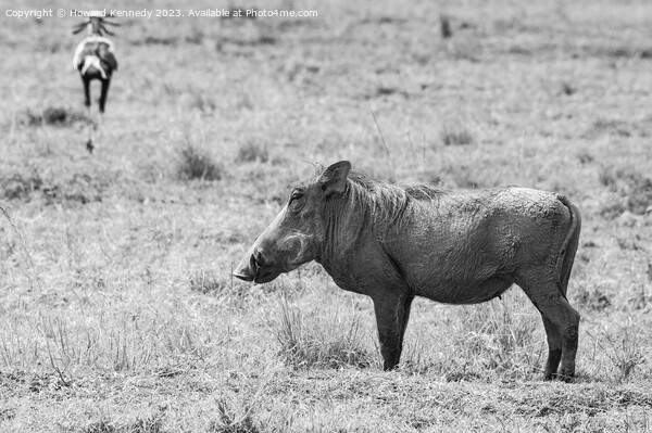 Warthog Female in black and white Picture Board by Howard Kennedy
