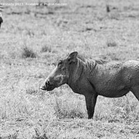 Buy canvas prints of Warthog Female in black and white by Howard Kennedy