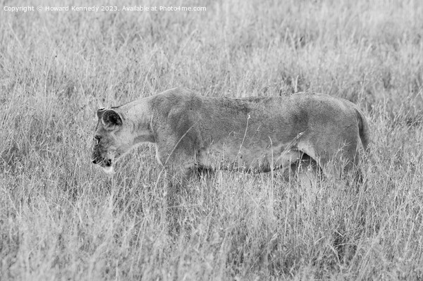 Lioness setting out on a hunt in black and white Picture Board by Howard Kennedy