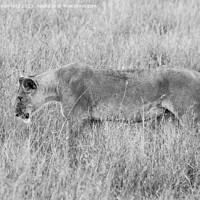 Buy canvas prints of Lioness setting out on a hunt in black and white by Howard Kennedy