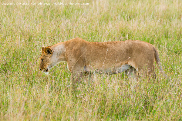 Lioness setting out on a hunt Picture Board by Howard Kennedy