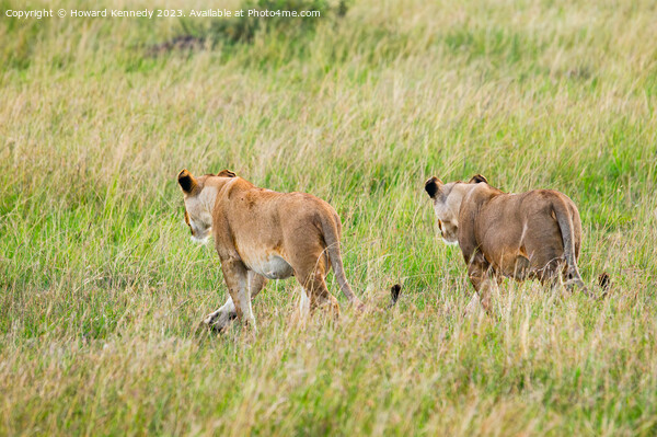 Lionesses setting out on a hunt in Masai Mara Picture Board by Howard Kennedy