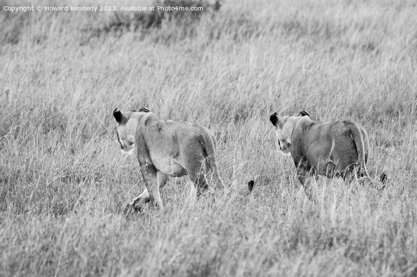 Lionesses setting out on a hunt in black and white Picture Board by Howard Kennedy