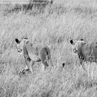 Buy canvas prints of Lionesses setting out on a hunt in black and white by Howard Kennedy