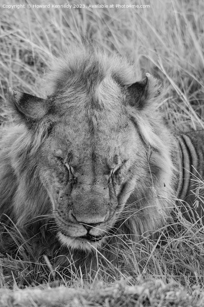 Let Sleeping Lions Lie in black and white Picture Board by Howard Kennedy