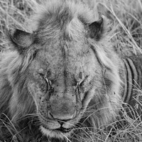 Buy canvas prints of Let Sleeping Lions Lie in black and white by Howard Kennedy