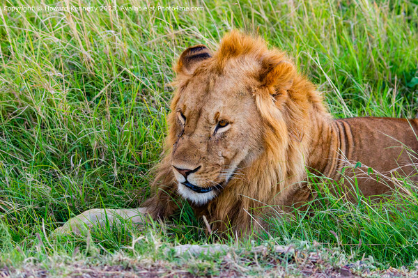 Male Lion resting Picture Board by Howard Kennedy