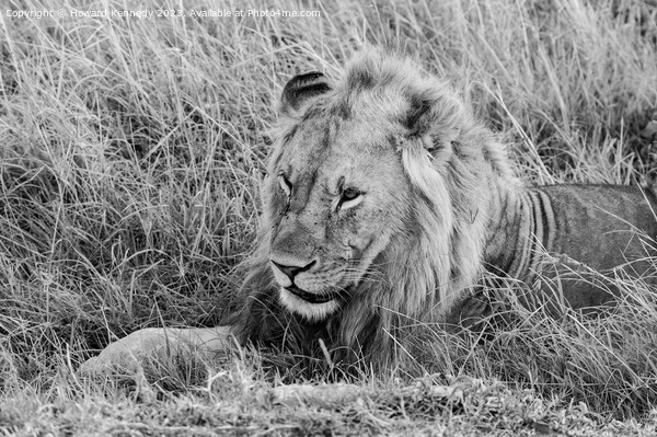 Male Lion resting in black and white Picture Board by Howard Kennedy