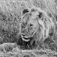 Buy canvas prints of Male Lion resting in black and white by Howard Kennedy