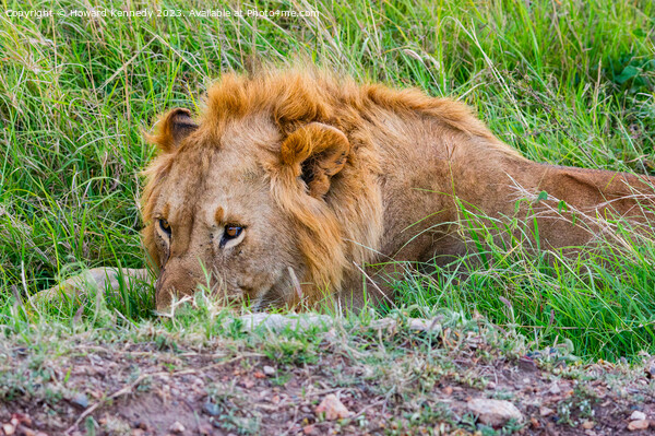Male Lion resting but vigilant Picture Board by Howard Kennedy
