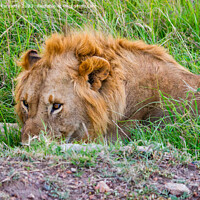 Buy canvas prints of Male Lion resting but vigilant by Howard Kennedy