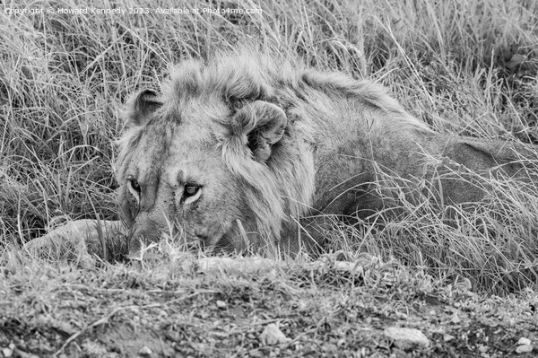 Male Lion resting but vigilant in black and white Picture Board by Howard Kennedy