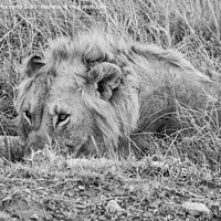 Buy canvas prints of Male Lion resting but vigilant in black and white by Howard Kennedy