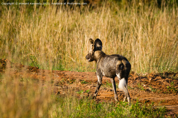First African Wild Dog seen in the Mara in over five years after being declared locally extinct Picture Board by Howard Kennedy
