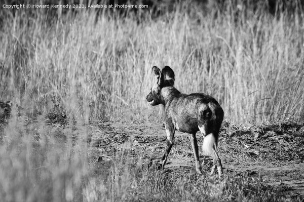 First African Wild Dog seen in the Mara in over five years after being declared locally extinct - in black and white Picture Board by Howard Kennedy