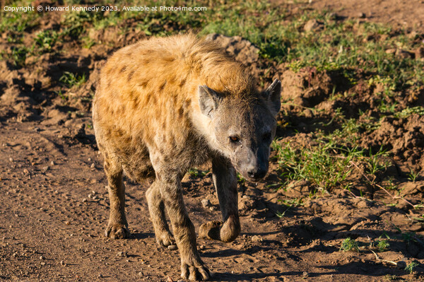Pregnant female Spotted Hyena Picture Board by Howard Kennedy