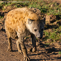 Buy canvas prints of Pregnant female Spotted Hyena by Howard Kennedy