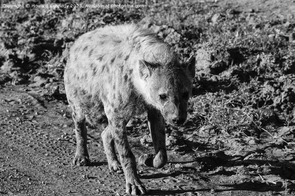 Pregnant female Spotted Hyena in black and white Picture Board by Howard Kennedy