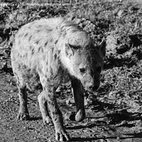 Buy canvas prints of Pregnant female Spotted Hyena in black and white by Howard Kennedy