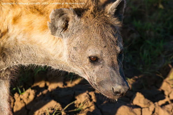 Pregnant female Spotted Hyena close-up Picture Board by Howard Kennedy