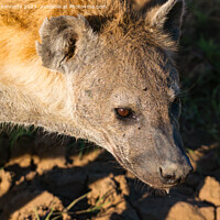 Buy canvas prints of Pregnant female Spotted Hyena close-up by Howard Kennedy