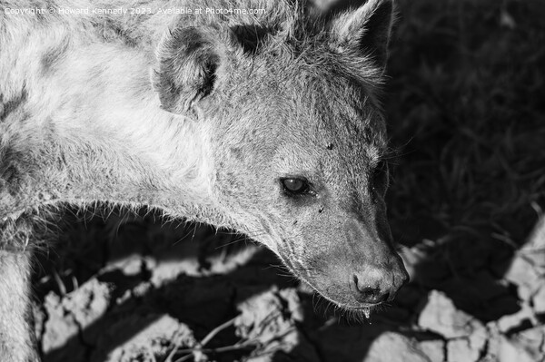 Pregnant female Spotted Hyena close-up in black and white Picture Board by Howard Kennedy
