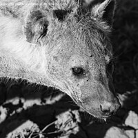 Buy canvas prints of Pregnant female Spotted Hyena close-up in black and white by Howard Kennedy