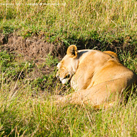 Buy canvas prints of Lioness sleeping by Howard Kennedy