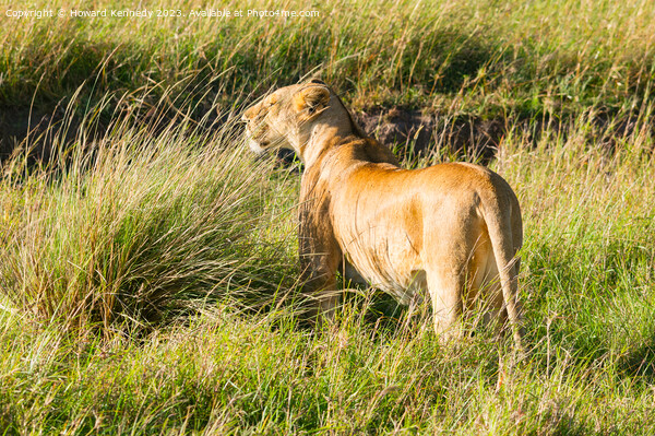 Lioness looking out from long grass Picture Board by Howard Kennedy