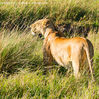 Buy canvas prints of Lioness looking out from long grass by Howard Kennedy
