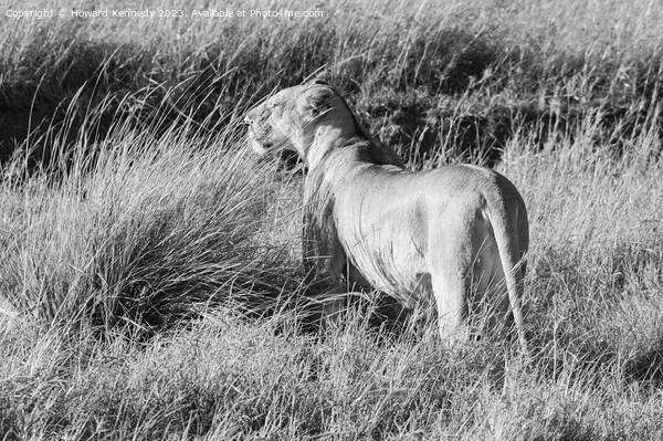 Lioness looking out from long grass in black and white Picture Board by Howard Kennedy