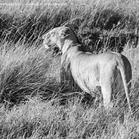Buy canvas prints of Lioness looking out from long grass in black and white by Howard Kennedy