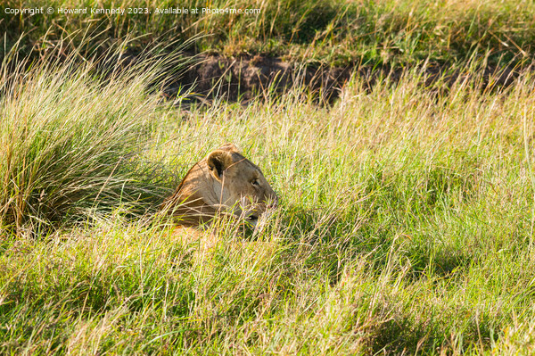 Lioness resting in long grass but keeping a watchful eye Picture Board by Howard Kennedy