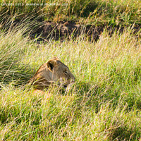 Buy canvas prints of Lioness resting in long grass but keeping a watchful eye by Howard Kennedy