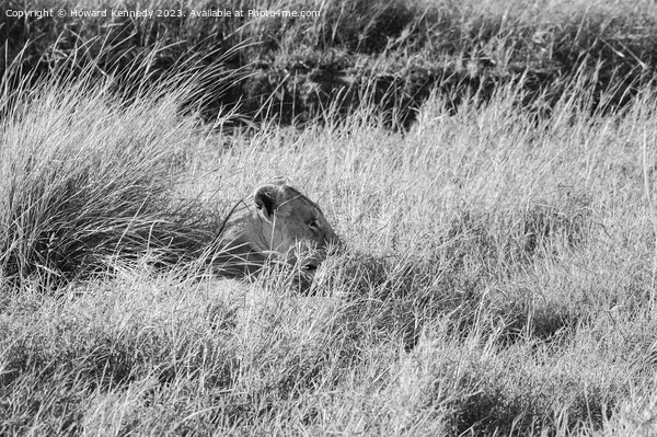 Lioness resting in long grass but keeping a watchful eye in black and white Picture Board by Howard Kennedy