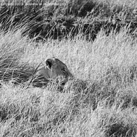 Buy canvas prints of Lioness resting in long grass but keeping a watchful eye in black and white by Howard Kennedy
