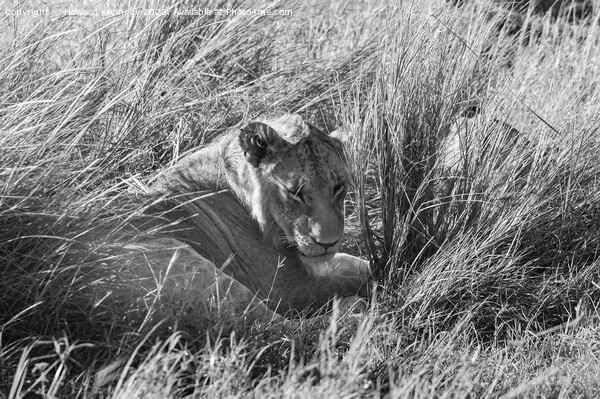 Immature male Lion hiding in long grass in black and white Picture Board by Howard Kennedy