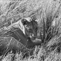Buy canvas prints of Immature male Lion hiding in long grass in black and white by Howard Kennedy