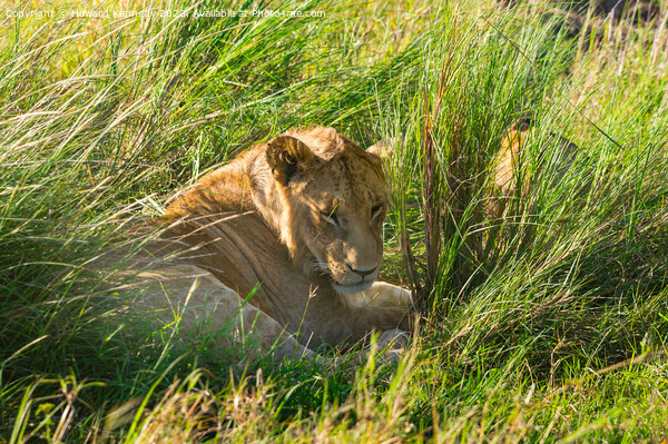 Immature male Lion hiding in long grass Picture Board by Howard Kennedy