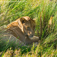 Buy canvas prints of Immature male Lion hiding in long grass by Howard Kennedy