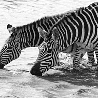 Buy canvas prints of Burchell's Zebra in waterhole in black and white by Howard Kennedy
