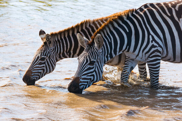 Burchell's Zebra in waterhole Picture Board by Howard Kennedy