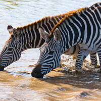 Buy canvas prints of Burchell's Zebra in waterhole by Howard Kennedy