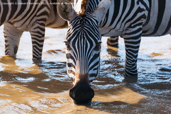 Close-up of Burchell's Zebra drinking in waterhole Picture Board by Howard Kennedy