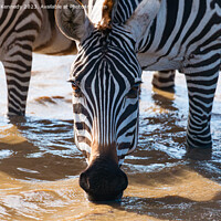 Buy canvas prints of Close-up of Burchell's Zebra drinking in waterhole by Howard Kennedy